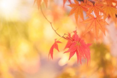 akçaağaç yaprakları, arka yumuşak odak