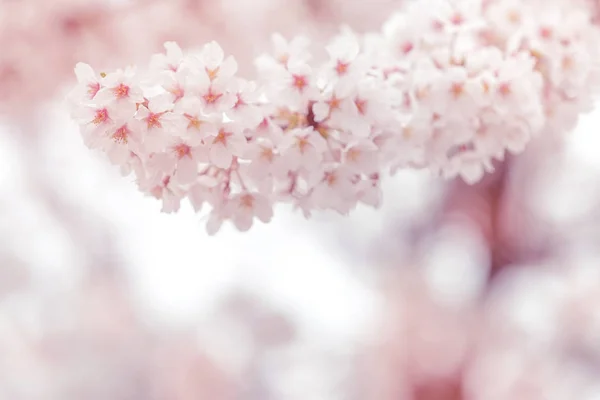Cseresznyevirág tavasszal, lágy fókusz, háttér — Stock Fotó