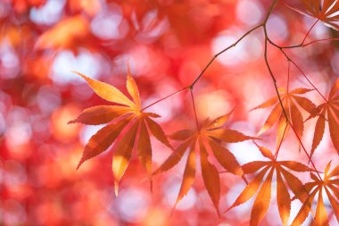 Maple Leaves, Autumn abstract backgrounds [Soft focus]