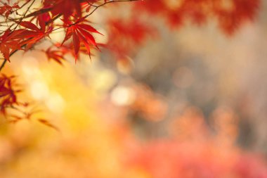 maple Leaves, Autumn abstract backgrounds [Soft focus]