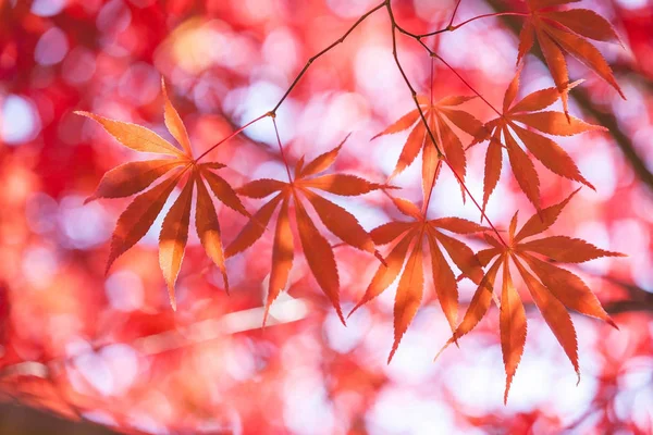 Akçaağaç yaprakları, sonbahar arka planlar yumuşak odak soyut