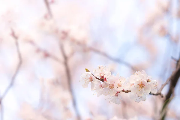 Kiraz Çiçeği Yumuşak Odak Arka Plan Soyut — Stok fotoğraf