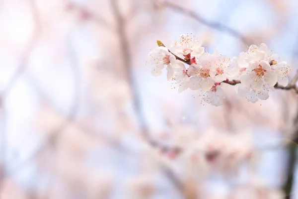 Abstract cherry blossom [Soft focus, Background] — Zdjęcie stockowe