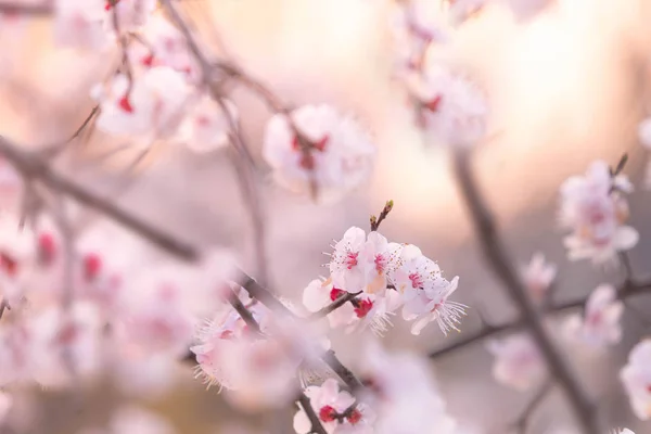 Astratto fiore di ciliegio Soft focus, Sfondo — Foto Stock