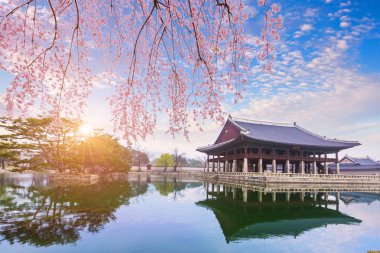 Gyeongbokgung Sarayı ile bahar zaman ağacında kiraz çiçeği 