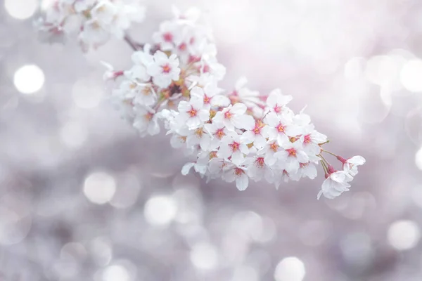 Abstrato flor de cerejeira Primavera Fundo — Fotografia de Stock
