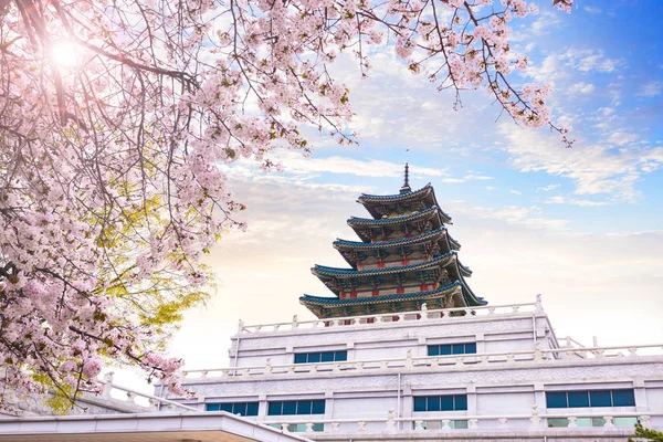 Palacio gyeongbokgung con árbol de flor de cerezo en primavera en — Foto de Stock
