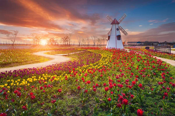 Tulip and beautiful landscape with sunrise — Stock Photo, Image