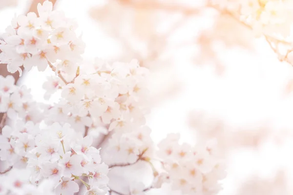 Fiori di ciliegio in primavera per lo sfondo o copiare lo spazio per il testo — Foto Stock