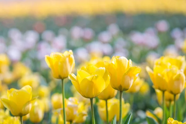 Tulipa na primavera sob raios de sol, tulipa bonita e colorida em — Fotografia de Stock