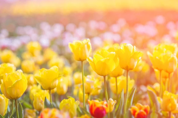 Tulipe au printemps sous le soleil, Belle et colorée tulipe sur — Photo