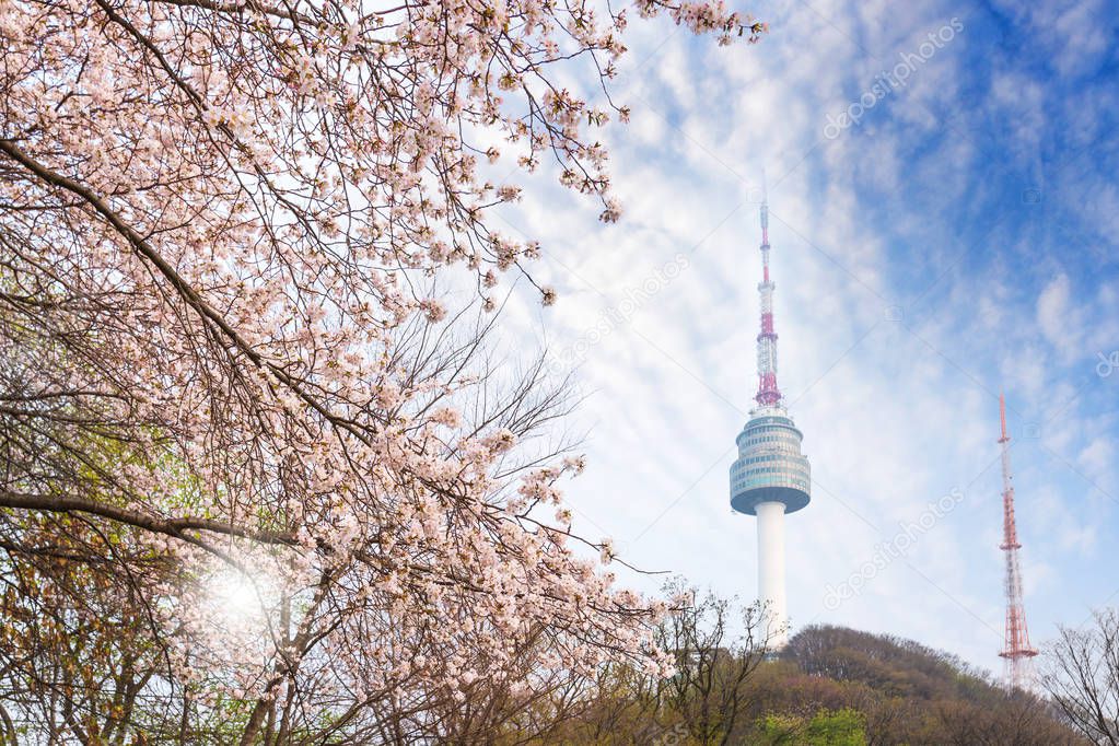 seoul tower, city in spring with cherry blossom tree in full blo