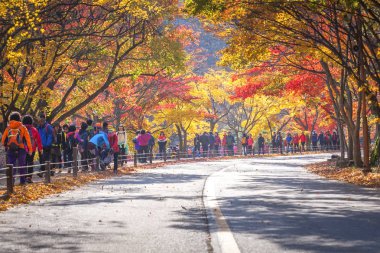 Kore, Naejangsan milli park alanında sonbahar sonbahar manzara
