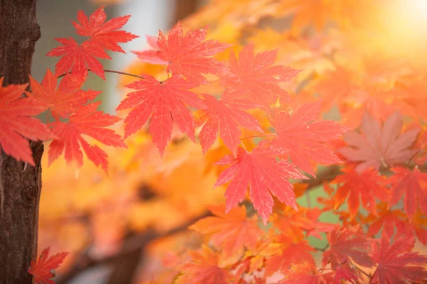 Colorful maple leaves in autumn for background for text