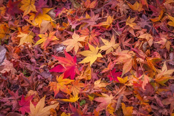 Folhas de bordo coloridas no chão, para fundo para texto — Fotografia de Stock