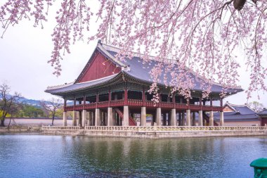 Gyeongbokgung Sarayı ve kiraz çiçeği bahar, Kore.