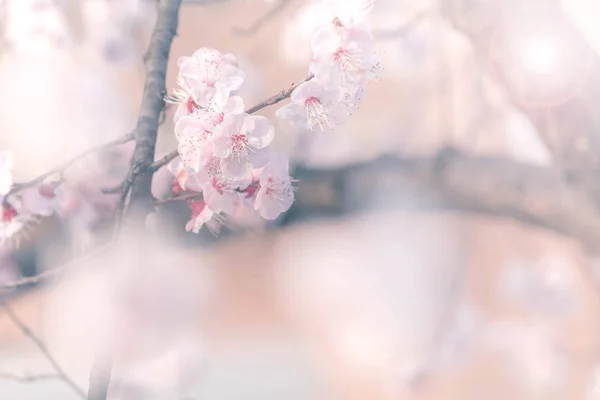 Fiori di ciliegio in primavera con soft focus, sfondo — Foto Stock