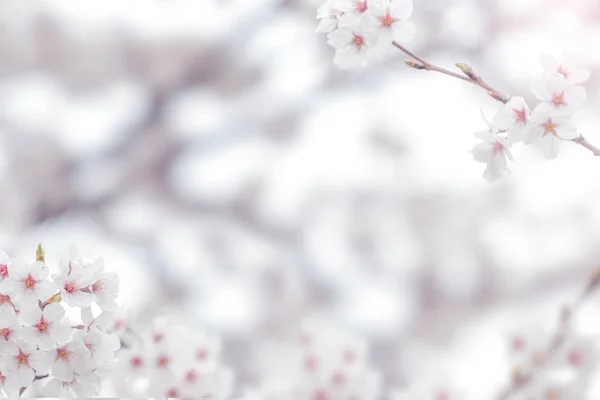樱花背景 — 图库照片