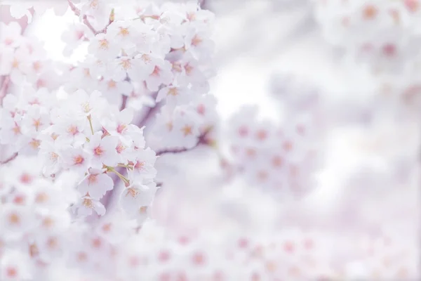 Цветочный фон вишни — стоковое фото