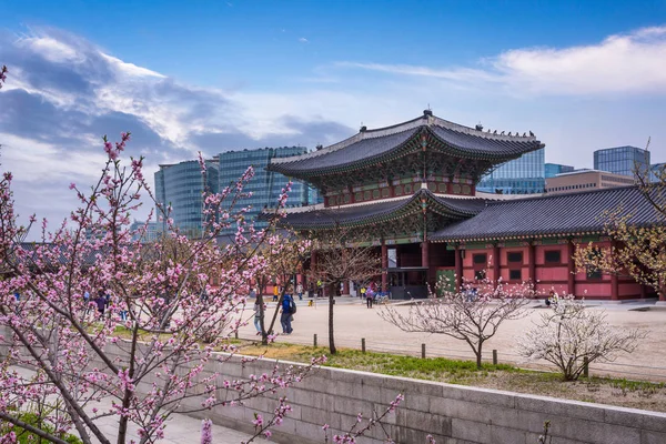 Gyeongbokgung Paleis en kersen bloesem in het voorjaar, korea. — Stockfoto