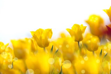 Sarı Lale, güzel ve beyaz bir arka plan üzerinde renkli.