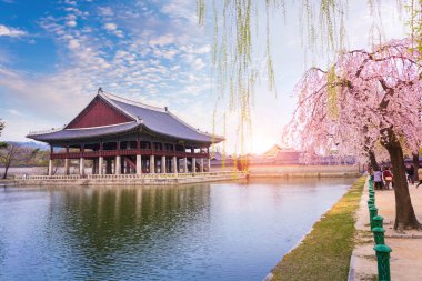 Gyeongbokgung Sarayı ile bahar zaman ağacında kiraz çiçeği 