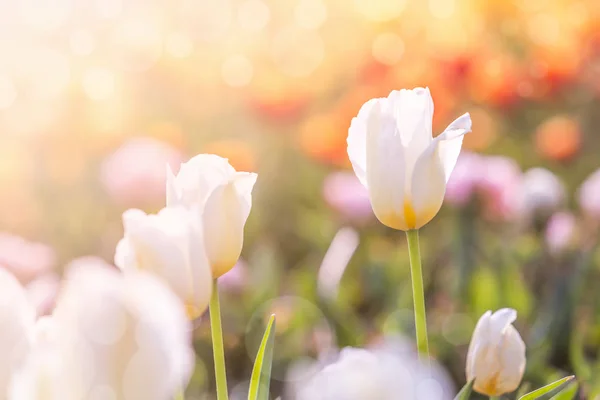 Tulipa branca na primavera sob raios de sol, bela e colorida tul — Fotografia de Stock