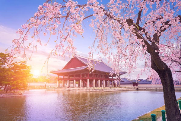 与樱花树在春天的时候在韩国首尔市 韩国景福宫 — 图库照片