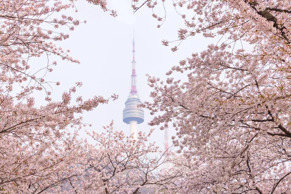 seoul tower in spring with cherry blossom tree in full bloom, south korea.
