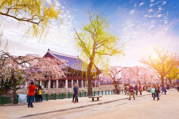 Дворец Кёнбокгун с большим количеством людей и цветущей сакурой весной, Сеул, Южная Корея . — стоковое фото