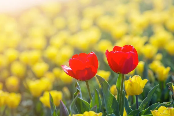 Tulipa na primavera sob raios de sol, tulipa bonita e colorida em — Fotografia de Stock