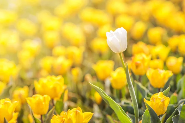 Tulipa na primavera sob raios de sol, tulipa bonita e colorida em — Fotografia de Stock