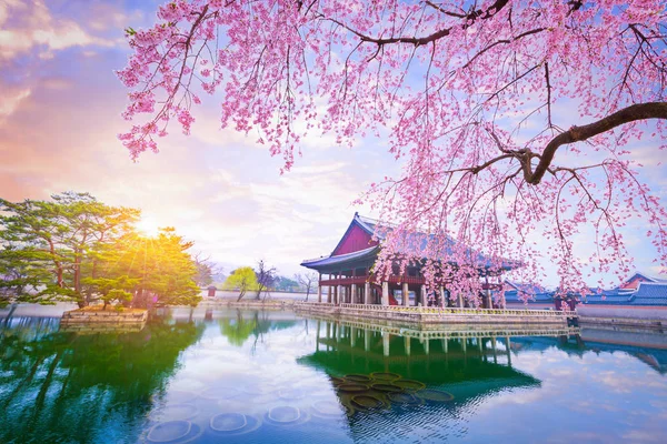 景福宮で春に桜の木の下で — ストック写真