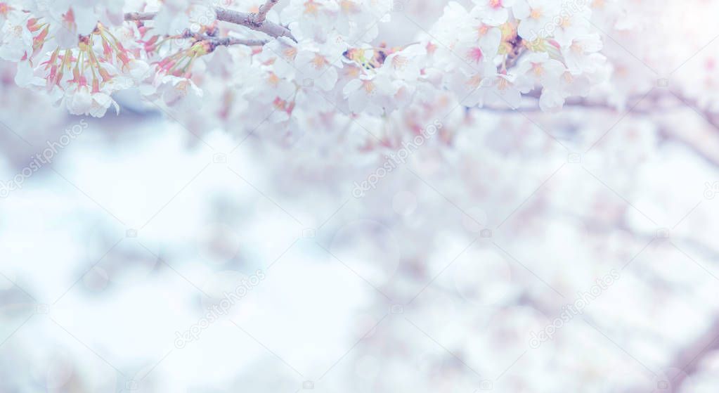 Cherry blossom in spring for background or copy space for text  