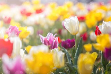 Bahar Lale güneş ışın, güzel ve renkli Lale güneş ışığı altında.