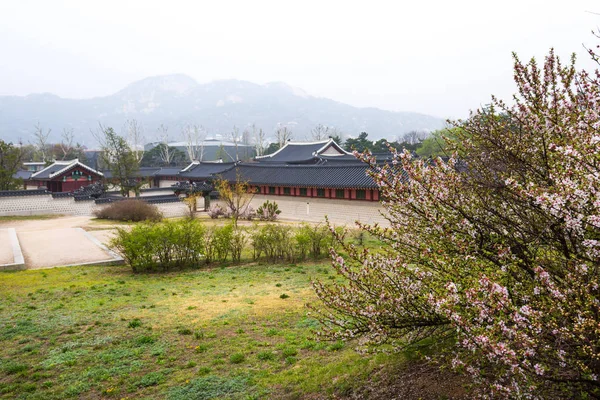 Gyeongbokgung Paleis Met Kersenbloesem Boom Het Voorjaar Seoel Stad Van — Stockfoto