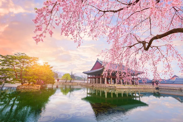 Gyeongbokgung palace s strom třešní v jarním období v — Stock fotografie