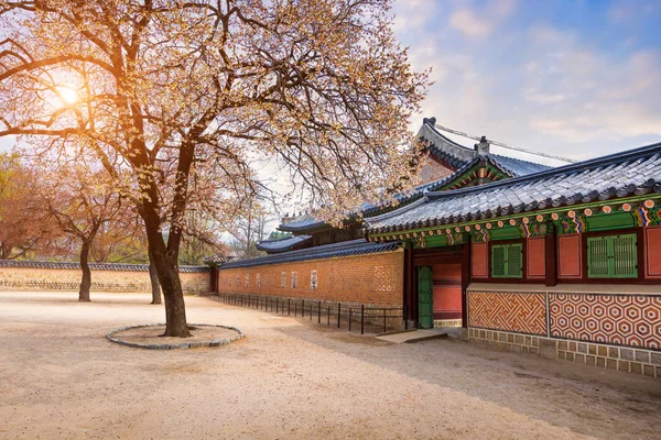 Istana gyeongbokgung dengan pohon sakura mekar di musim semi — Stok Foto