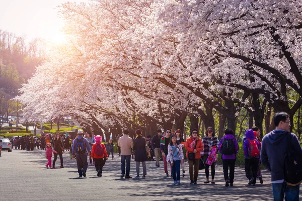 Cherry Blossom Festival na jaře, Soul země Jižní korea. — Stock fotografie