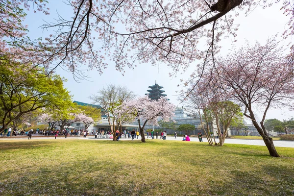 Сеул Апреля 2016 Года Дворец Кёнбокгун Цветущей Вишней Весной Корее — стоковое фото