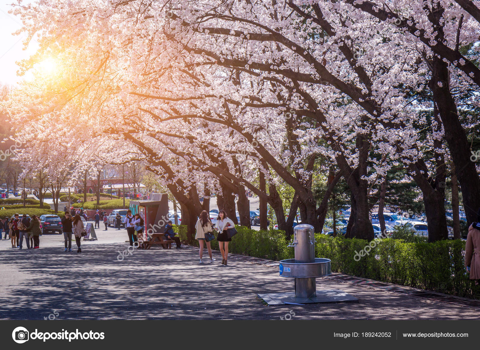 Cherry Blossom Festival In Spring In Seoul Grand Park South Korea Stock Editorial Photo C Boy Panyar Gmail Com 189242052,Kitchenaid Dishwasher Filter Water In Bottom