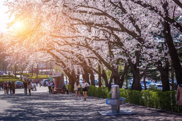 Bahar Cherry Blossom Festivali Seul Grand Park, Güney Kore. — Stok fotoğraf