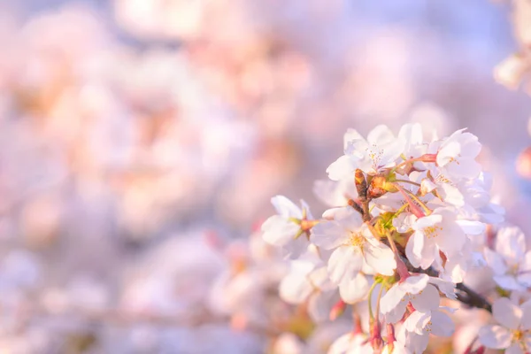 Flor de cerejeira na primavera para fundo ou espaço de cópia para texto — Fotografia de Stock