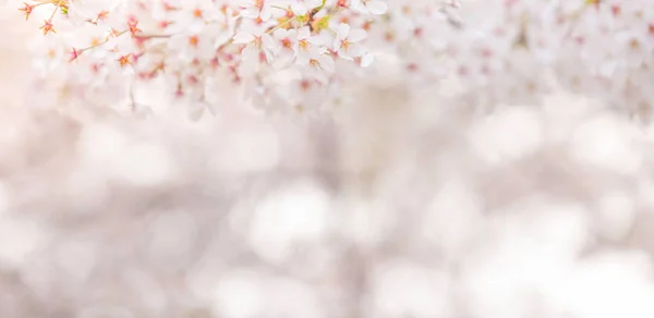 樱花在春天开花作为背景或复制文字的空间 — 图库照片