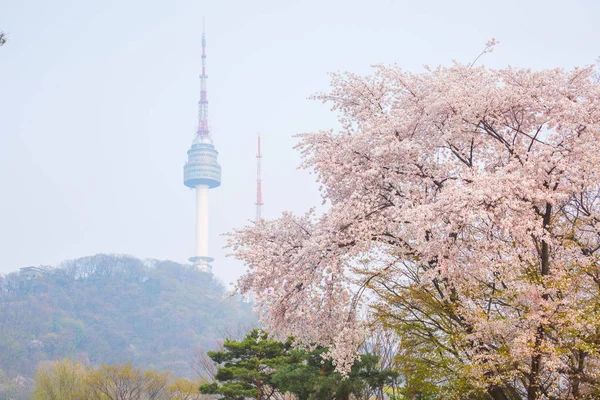 ソウル タワー 満開の桜と春の市 — ストック写真