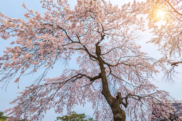 テキストの背景またはコピー スペースのための春の桜の木 — ストック写真