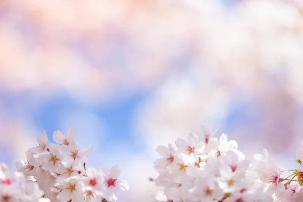 Fiore di ciliegio in primavera per lo sfondo o copiare spazio fo — Foto Stock