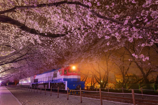 Flor de cerezo en primavera es la popular flor de cerezo ver s — Foto de Stock