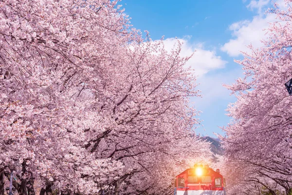 Třešňové květy na jaře v Koreji je populární třešňový květ — Stock fotografie