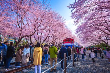 Jinhae, Güney Kore - 30 Mart 2019: Jinhae Gunhangje Festivali, Güney Kore 'nin jinhae şehrindeki popüler kiraz çiçeği izleme yeridir.